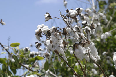 Cayman Brac Photo