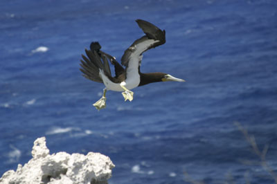 Cayman Brac Photo