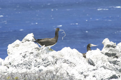 Cayman Brac Photo