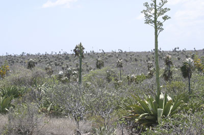 Cayman Brac Photo